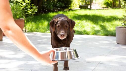 Can you give a dog blueberries online